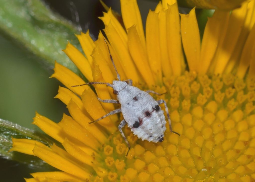 Ninfa di Deraeocoris sp. (Miridae)